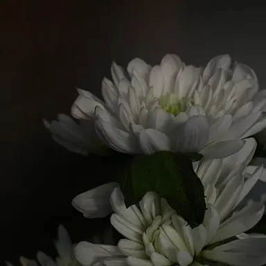 Profile image of 토키토 무이치로