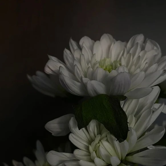 토키토 무이치로