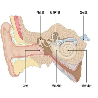 Profile image of 고막