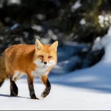 Profile image of 김여우