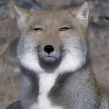 Profile image of 여우