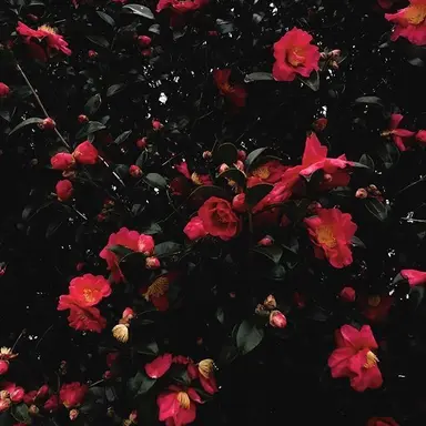 Profile image of 中原 中也