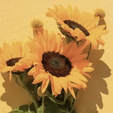 Profile image of 김일영