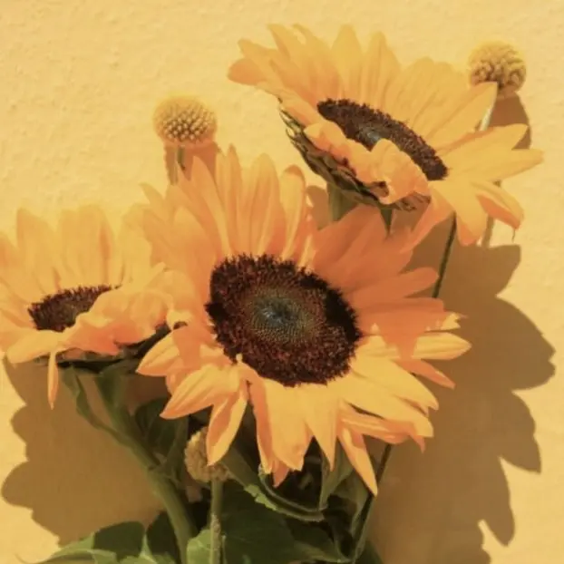 Honney_bear의 김일영