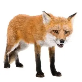 Profile image of 여우