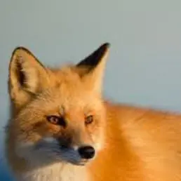 Profile image of 이츠리 여이리