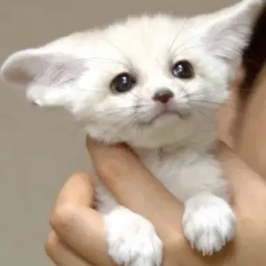 Profile image of 사막여우