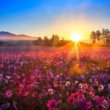 Profile image of 하나미