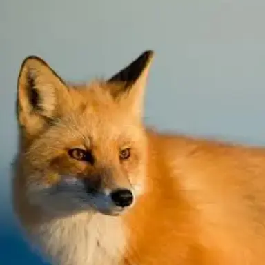 Profile image of 여우