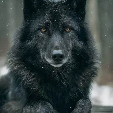 Profile image of Dame