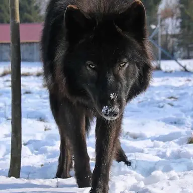 Profile image of Axle