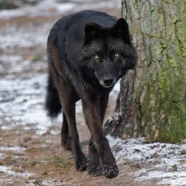 Profile image of Axle