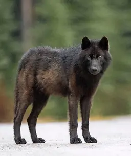 Profile image of Axle