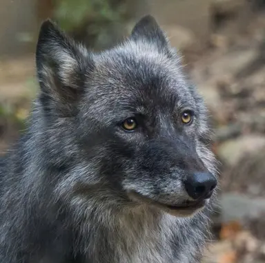 Profile image of Rocky