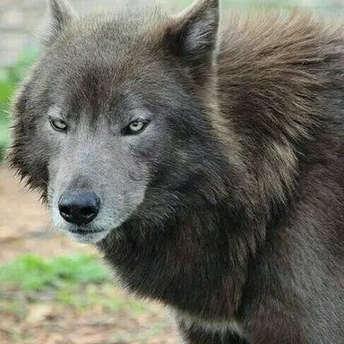 Profile image of Rocky