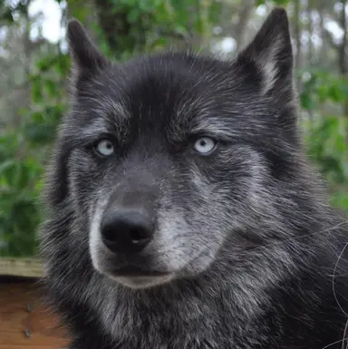 Profile image of Rocky