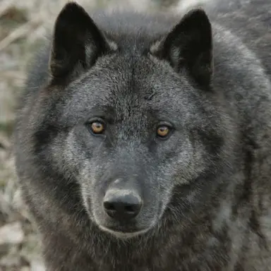Profile image of Rocky