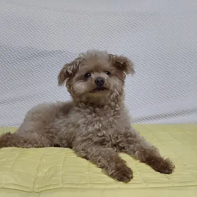 Profile image of 리치