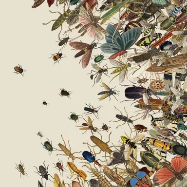 Profile image of Insect world