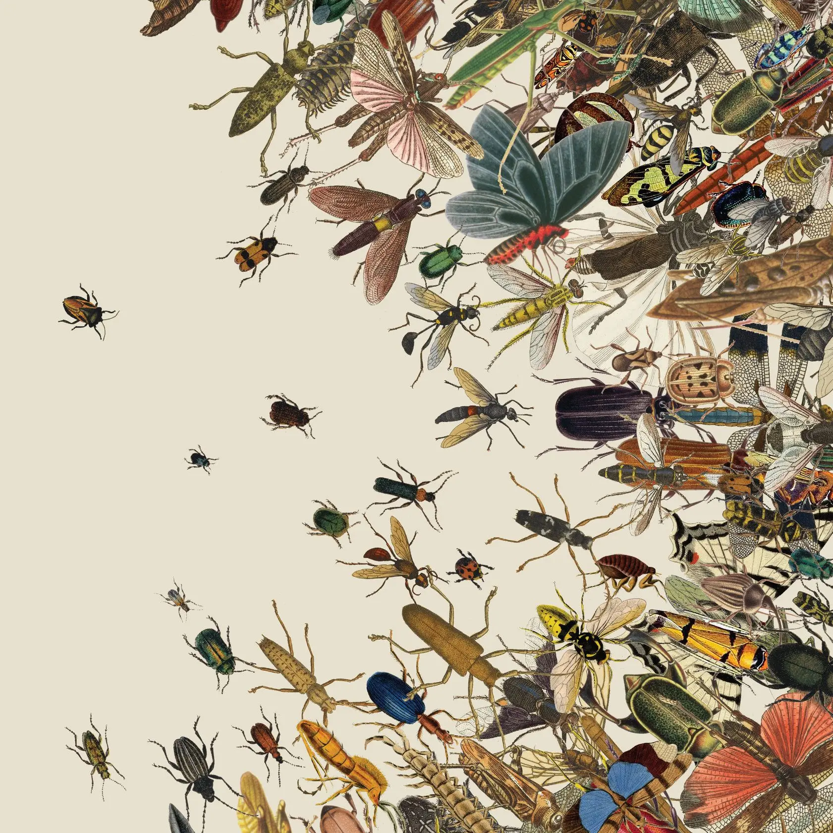 RuralWhale9693의 Insect world
