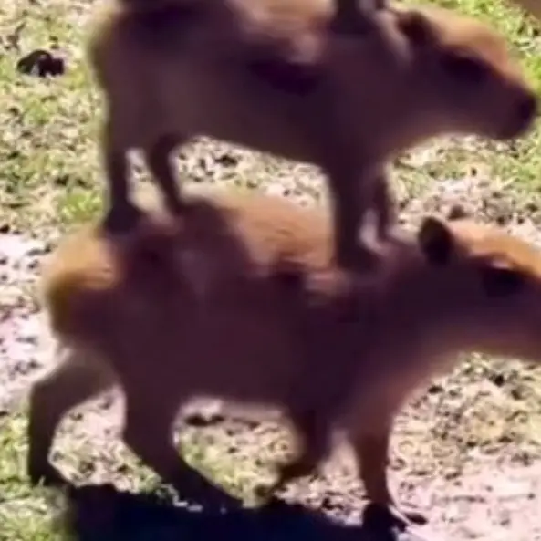 capybaraccppyybbbbaarraa의 끝이안보이는 카피바라 탑을 올라가라!