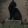 Profile image of 黒猫