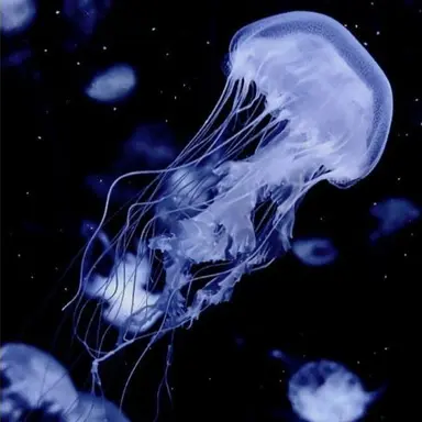 Profile image of 김각별