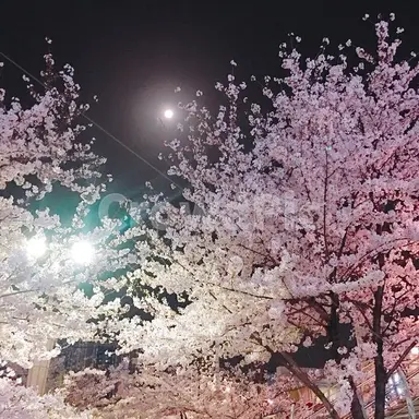 Profile image of 정백현