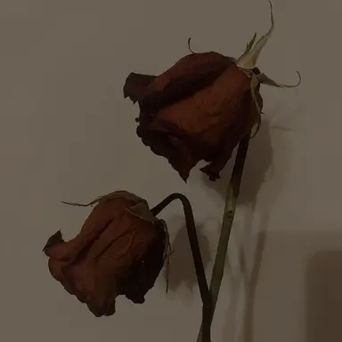 Profile image of 나루미 겐