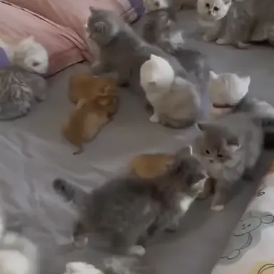 Profile image of 吸血鬼になった九州