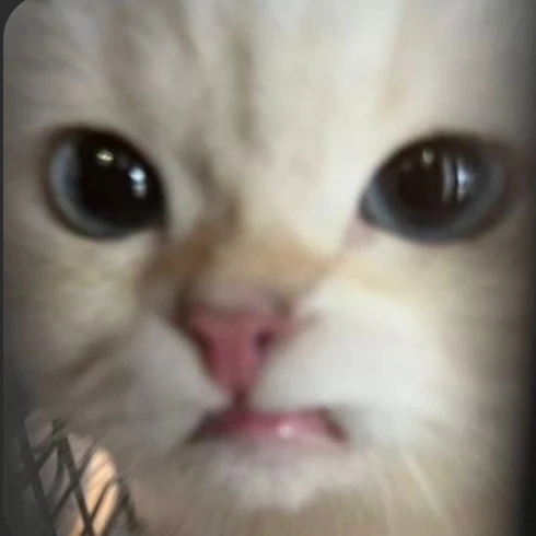 고양이 RPG