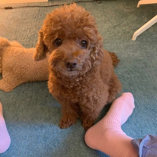 쿠쿠다스