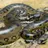 Anaconda (Sophie)