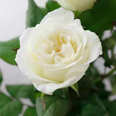 Profile image of 篠塚大輝