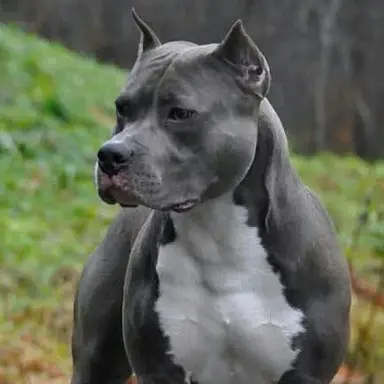 Profile image of Rocco