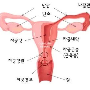 Profile image of 생식기관