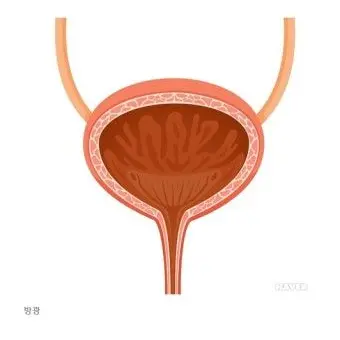 Profile image of 방광