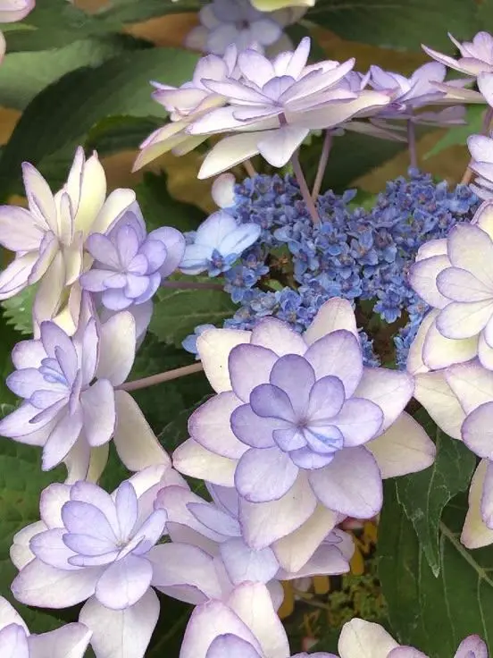 38_5.meow의 幼児化Dytica