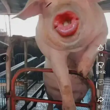 Profile image of 여우