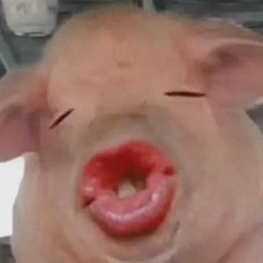Profile image of 여우