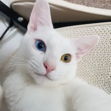 Profile image of 밀키