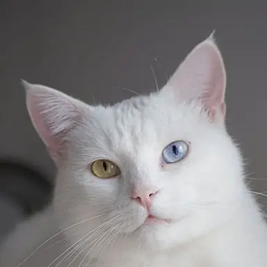 Profile image of 크림