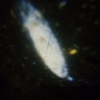 Profile image of Fiona