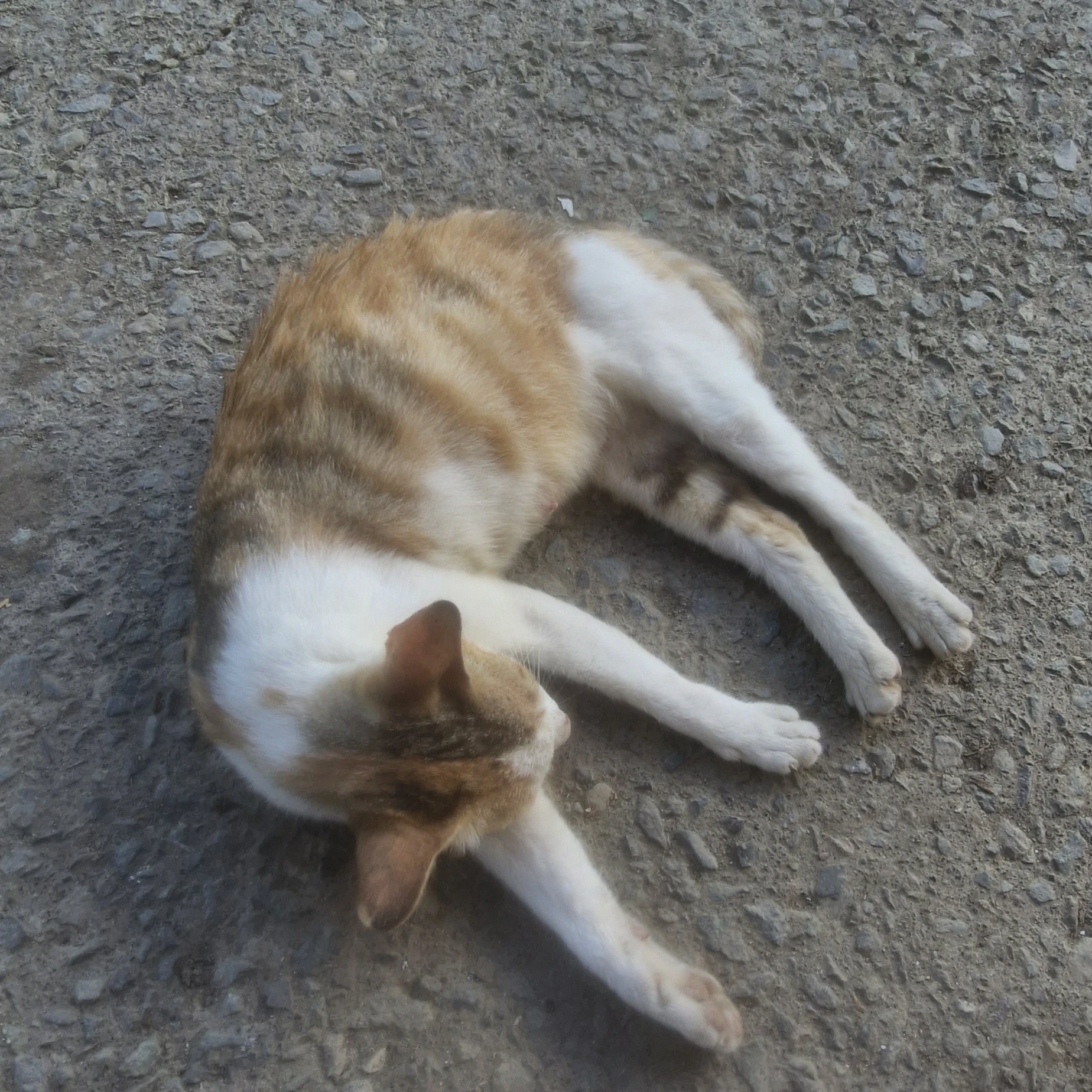 블랙
