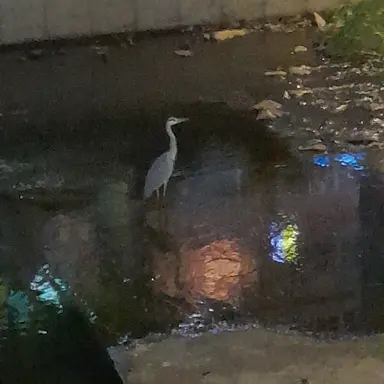 Profile image of 이핑구