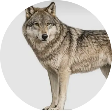 Profile image of 늑대