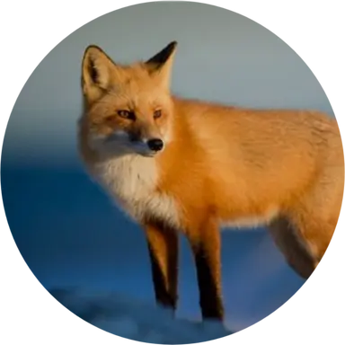 Profile image of 여우