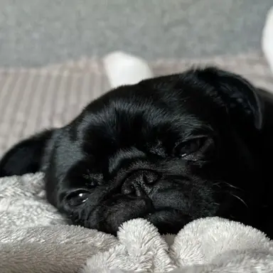 Profile image of Porkchop