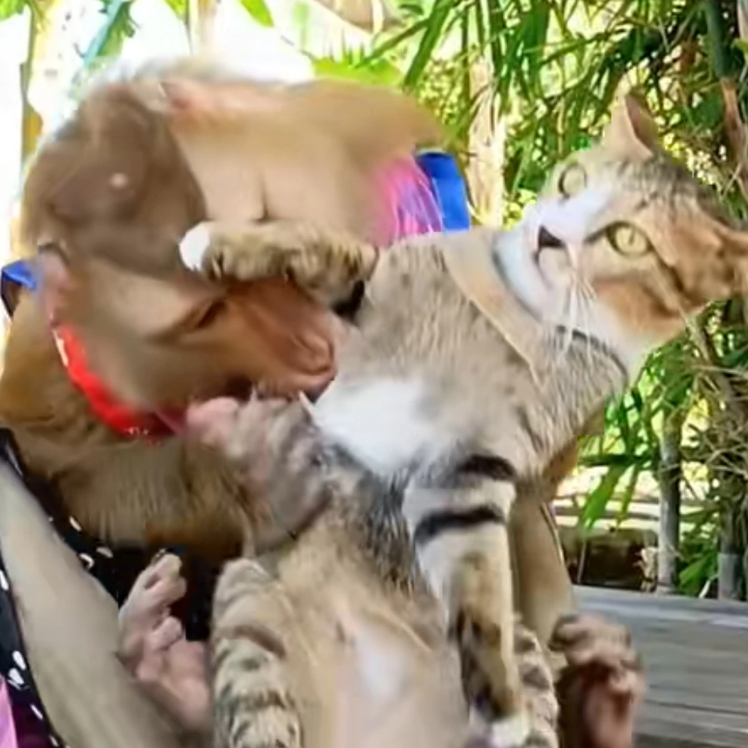 고양이 괴롭히는