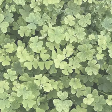 Profile image of 둘기